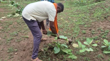 “एक पेड़ मां के नाम” अभियान के तहत कान्हावाड़ी में किया पौधरोपण