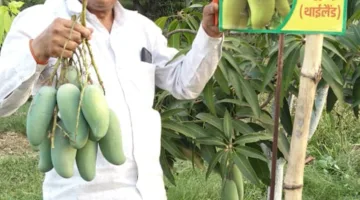 हकीकत : दो लाख किलो वाला व बगैर गुठली का आम उत्पादित करते हैं शंकर सिंह सोलंकी