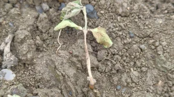 मूसलाधार बारिश ने उजाड़ी किसानों की उम्मीदें, सिराली तहसील में सोयाबीन की फसल चौपट