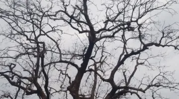 महकती अमराइयां हो रहीं खामोश, विलुप्ति की ओर बढ़ रहे देशी आम के पेड़