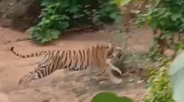 11 दिन बाद गुमशुदा बाघिन को ढूंढने में बांधवगढ़ पार्क प्रबंधन को मिली सफलता