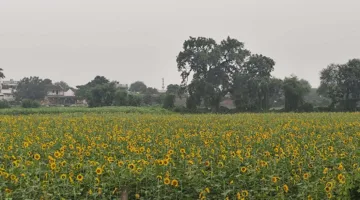 सूरजमुखी में आने लगे फूल, नई फसल से उत्पादन और भाव पर नजर