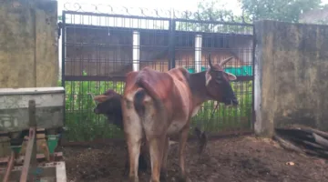 गौशाला में लगा ताला, बाहर बंधी गाय