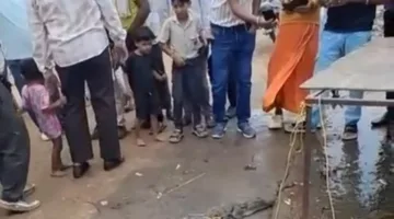 आंवलीघाट नर्मदा तट पर निकला मगरमच्छ